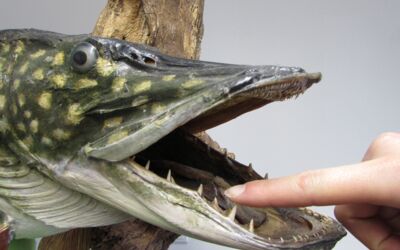 Sommerferien im Müritzeum