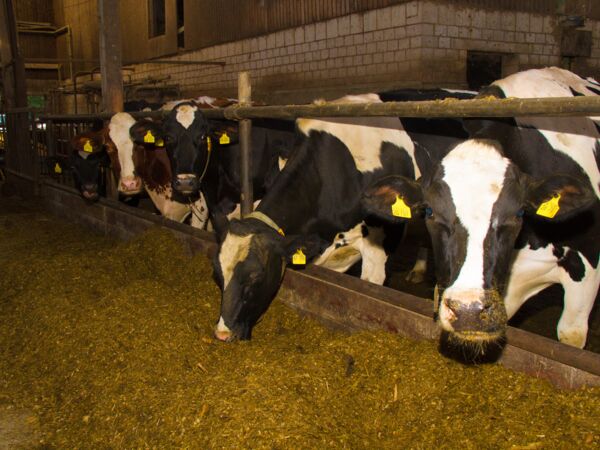 Ferienwohnungen Bauernhäuser