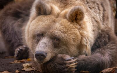 Bären im BÄRENWALD Müritz