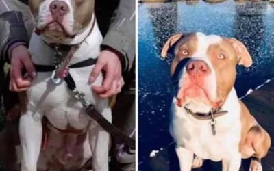 Tiersuche Mecklenburg