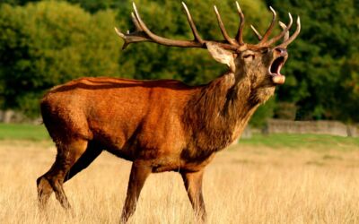 Hirsche Mecklenburg-Vorpommern