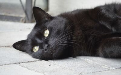 schwarze Katze