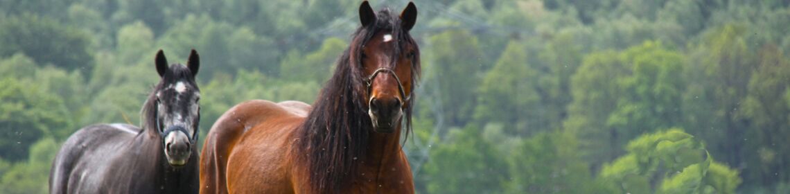 Veranstaltungen Alt Schwerin