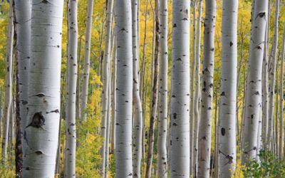 Birkenwald Mecklenburg-Vorpommern