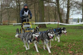 Schlittenhunderennen Huskys in Klink Müritz