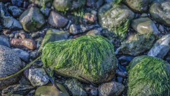 Klimaschutz mit Seegras