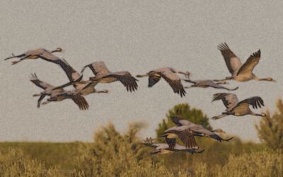 Zeichung Kraniche Mecklenburg