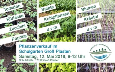 Pflanzenverkauf im Schulgarten Groß Plasten