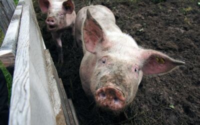 Änderung der Tierhaltungsanlage Hohen Wangelin