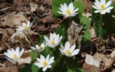 Heilpflanzen Durchfall oder entzündetes Zahnfleisch