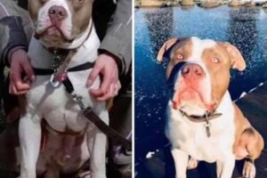 Tiersuche Mecklenburg