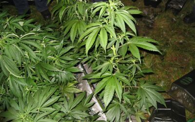 Cannabisplantage Plauer See