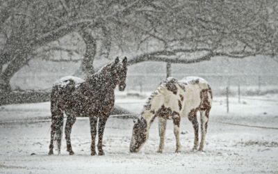 Landwirtschafts­betrieb Jürgens in Polzow Pferde