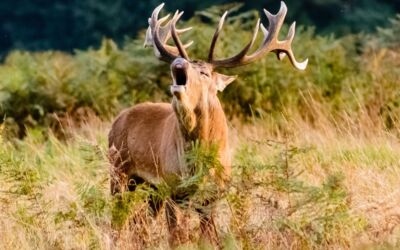 Neubrandenburger Jagdhornbläser „Waidmannsheil“