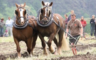 Kaltbluttreffen Peter Tendler