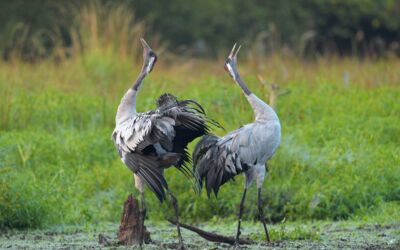 Frühlingsanfang im Müritz-Nationalpark