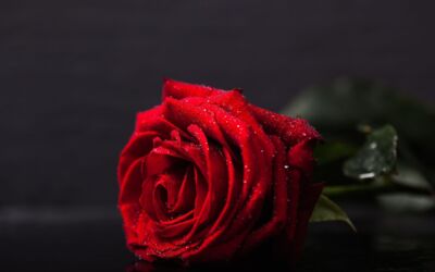 Rosenmontag am 15.02.2021