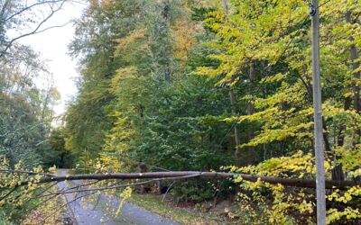 Unfälle und Verkehrsbehinderungen wegen umstürzender Bäume und abgebrochener Äste
