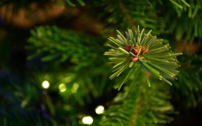 Landesforst M-V startet Weihnachtsbaumverkauf