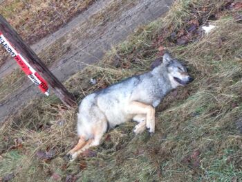 Wölfe Mecklenburgische Seenplatte
