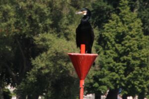 Kormoranen darf nicht bejagd werden