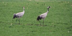 Kraniche Mecklenburgische Seenplatte