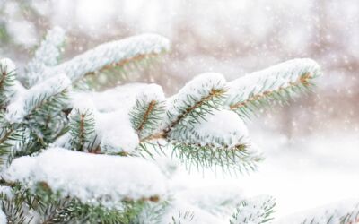 Kein Schnee zu Weihnachten