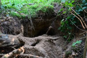 Bärenwald Stuer Müritz