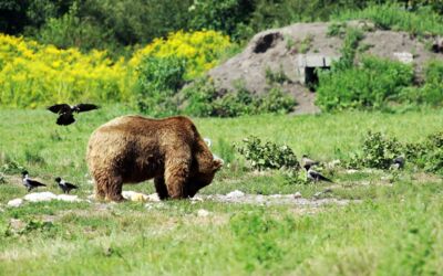 Stunde der Gartenvögel Zählung