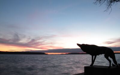 Konzerte in Waren (Müritz)