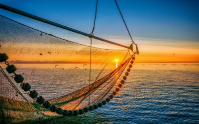 Fischer Ostsee Hering, Dorsch, Scholle, Sprotte & Lachs