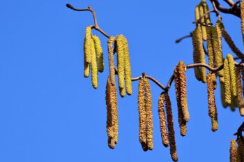 Allergien Behandlung und Symtome