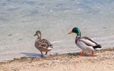 Gesundheitsamt des Landkreises Mecklenburgische Seenplatte
