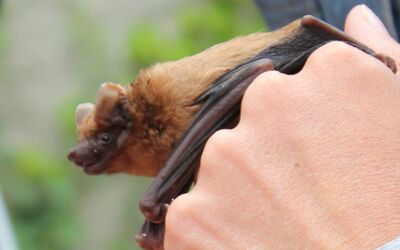 Fledermausnacht Kratzeburg