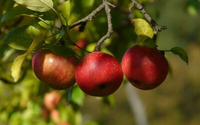 Äpfel aus Mecklenburg-Vorpommern