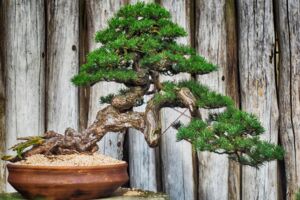 Ausstellung im Schaugarten am Tiefwarensee