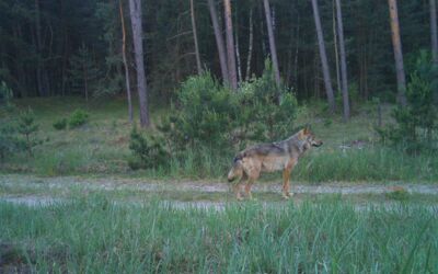 Veranstaltung "Mittwochs im Müritzeum"