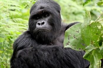 Multivisionsshow „Ruanda - Uganda“ Bürgersaal Waren (Müritz)