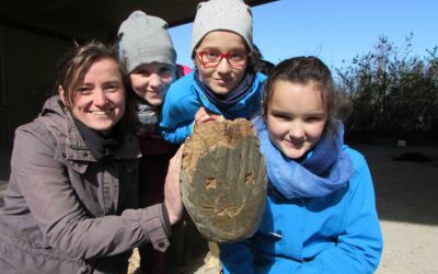 Luftifuchs im Müritzeum verwandelt sich