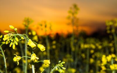 Sonnenaufgang über mecklenburgische Rapsfelder