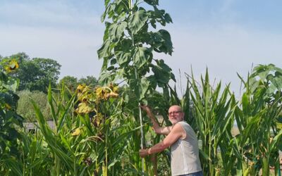 Sonnenblume pflanzen