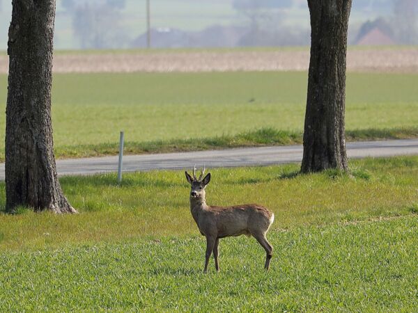 Versicherung Wildunfall