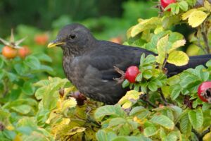 Amsel West-Nil-Virus in Mecklenburg