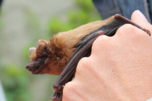 Fledermausnacht Kratzeburg