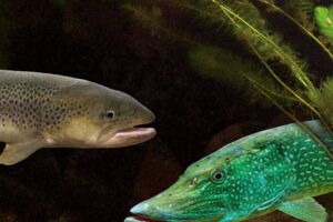 Veranstaltungen Müritzeum