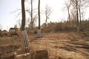 Maremüritz illegale Baumfällung