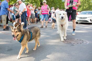 Hundersport Waren (Müritz)