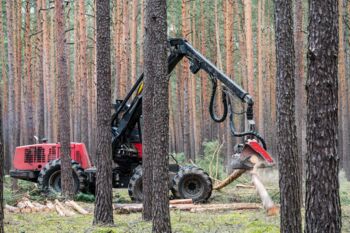 Nachhaltige Nutzung von Holz sichern