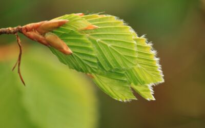 Klimacamp Evangelische Jugend Mecklenburg Krakow am See