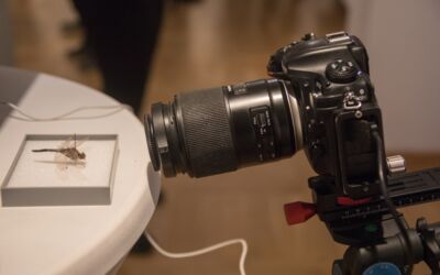 Makrofotografien Feldberger Seenlandschaft Fotograf Ralf Mittermüller